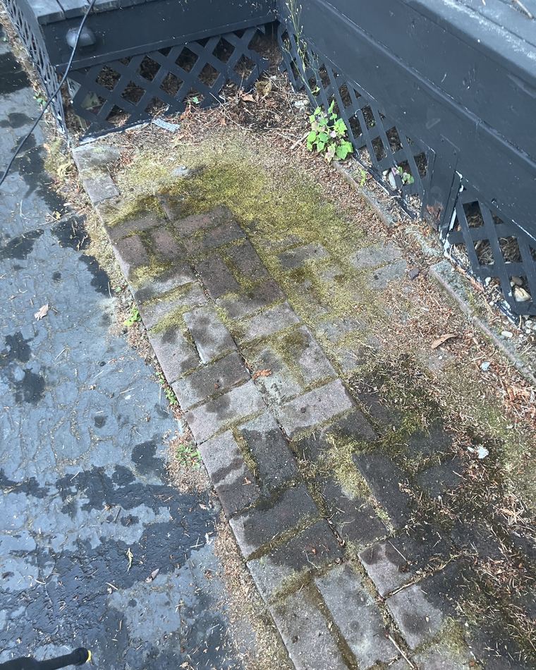 A brick paver walkway before pressure washing, almost completely covered in green moss and weeds.